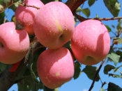 延长县金土地网站建设